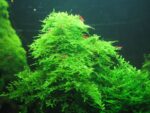 كريسماس موس | Christmas Moss