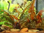 Cryptocoryne Brown Woody - Image 3