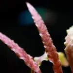 Cryptocoryne Brown Woody - Image 2