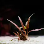 Cryptocoryne Brown Woody