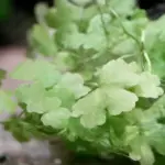 ⁦هايدروكتايل تربتيتا | Hydrocotyle Tripartita⁩ - الصورة ⁦3⁩