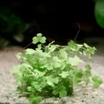 هايدروكتايل تربتيتا | Hydrocotyle Tripartita