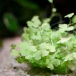 ⁦هايدروكتايل تربتيتا | Hydrocotyle Tripartita⁩ - الصورة ⁦2⁩