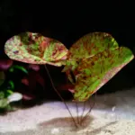 Nymphaea Micrantha 'Gefleckt'