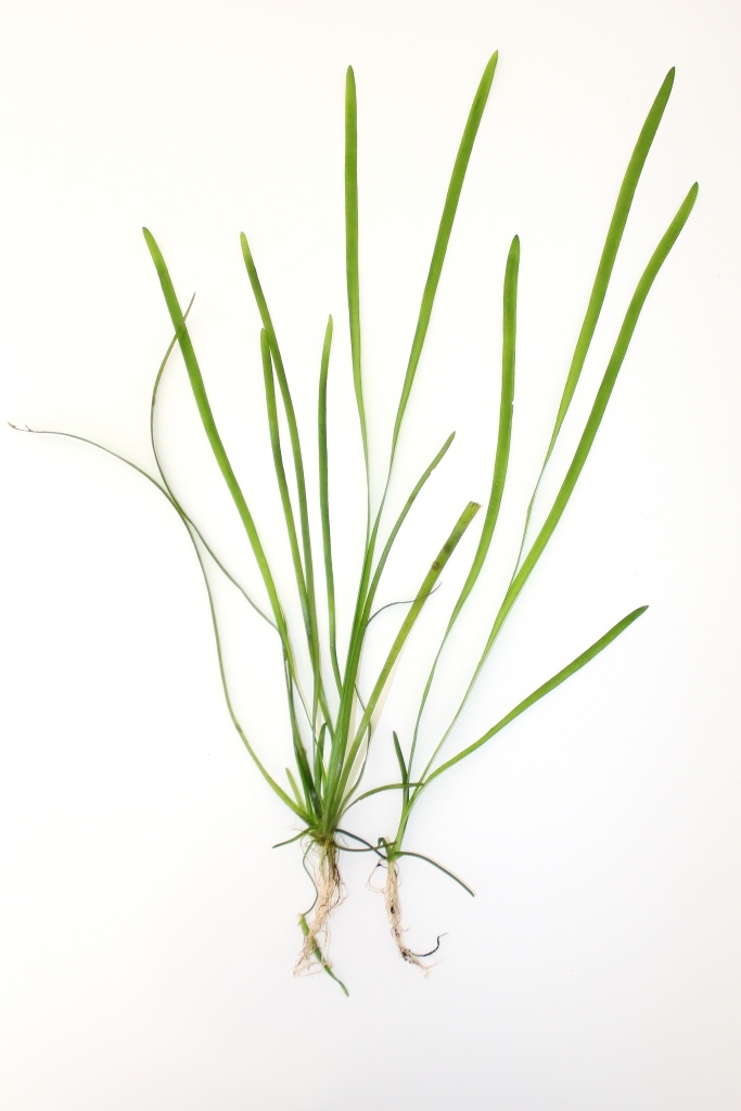 vallisneriaspiralisMini فالسناريا سبيرالس ميني | Vallisneria spiralis 'Mini' - الصورة 1