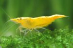 جمبري يلو تشيري — بالغ (Yellow Cherry Shrimp / Neocaridina davidi)