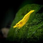 ⁦جمبري يلو تشيري — بالغ (Yellow Cherry Shrimp / Neocaridina davidi)⁩ - الصورة ⁦3⁩