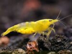 ⁦جمبري يلو تشيري — بالغ (Yellow Cherry Shrimp / Neocaridina davidi)⁩ - الصورة ⁦2⁩