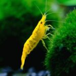 ⁦جمبري يلو تشيري — بالغ (Yellow Cherry Shrimp / Neocaridina davidi)⁩ - الصورة ⁦4⁩