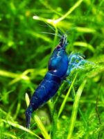 ⁦جمبري بلو دايموند سوبر — بالغ (Super Blue Diamond Shrimp / Neocaridina sp.)⁩ - الصورة ⁦2⁩
