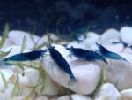 ⁦جمبري بلو دايموند سوبر — بالغ (Super Blue Diamond Shrimp / Neocaridina sp.)⁩ - الصورة ⁦3⁩