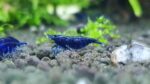 ⁦جمبري بلو دايموند سوبر — بالغ (Super Blue Diamond Shrimp / Neocaridina sp.)⁩ - الصورة ⁦5⁩