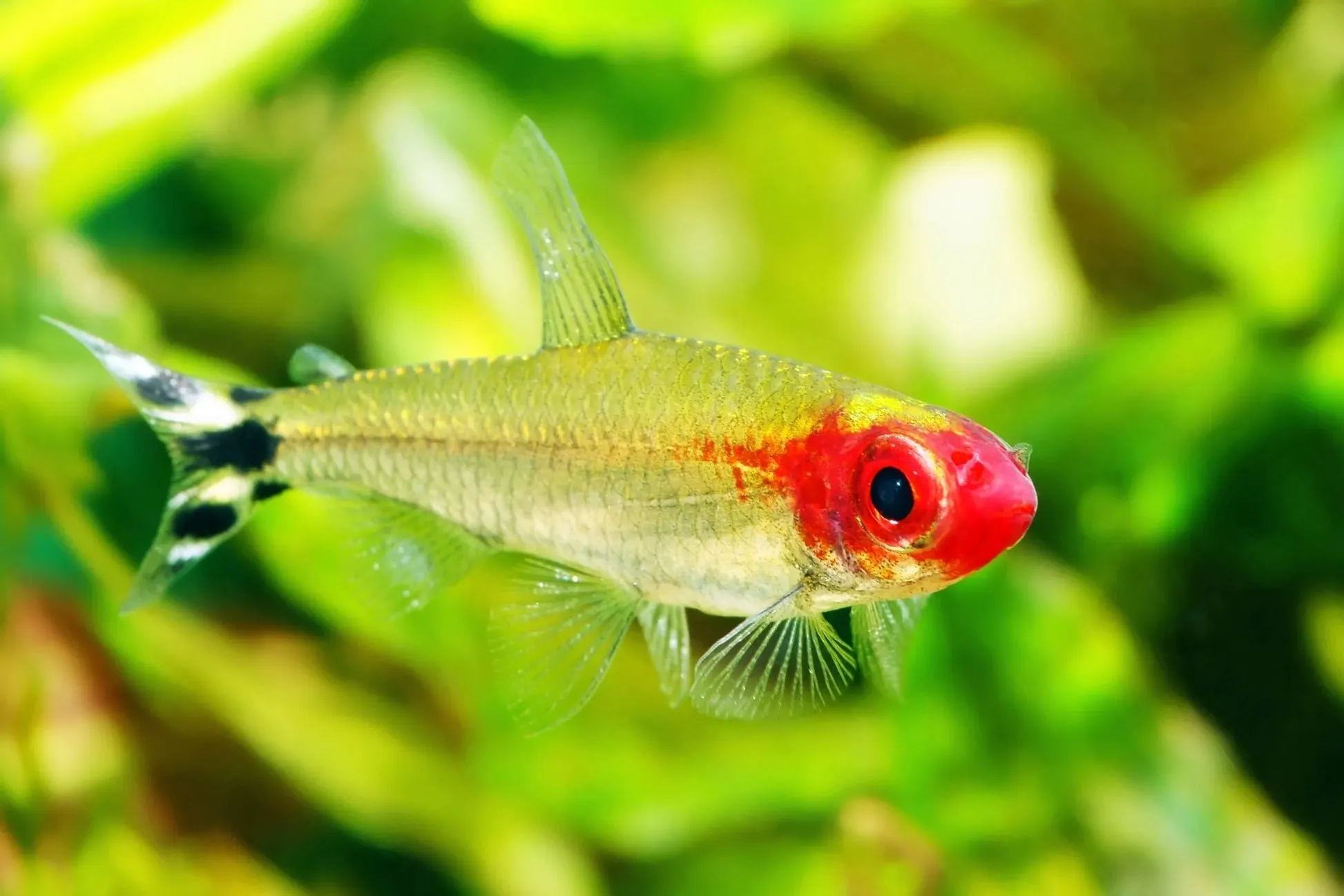 2026/06/1000153205.jpg رامي نوز تترا (Rummy Nose Tetra / Hemigrammus bleheri) - الصورة 1