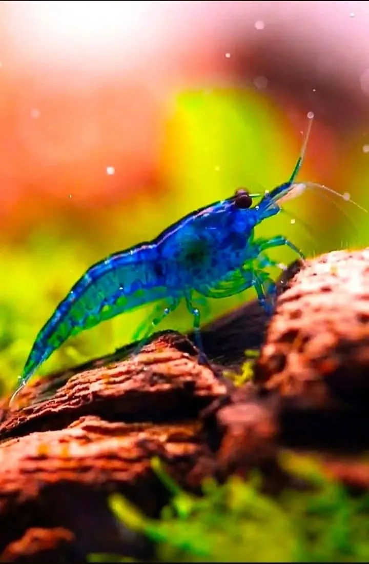 2026/06/1000156433.jpg جمبري بلو دايموند سوبر — بالغ (Super Blue Diamond Shrimp / Neocaridina sp.) - الصورة 1