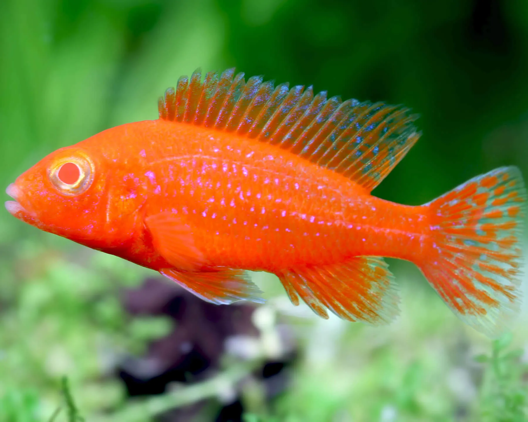 FSH11 بيكوك أحمر ألبينو أفريقي (Albino Red Peacock African Cichlid / Aulonocara sp.) - الصورة 1