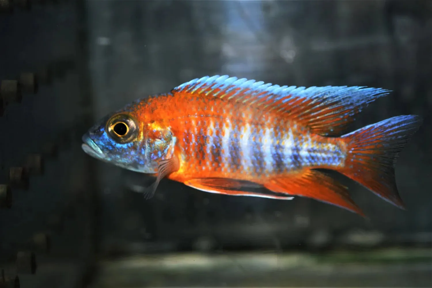 FSH12 بيكوك يوريكا ريد (Eureka Red Peacock / Aulonocara jacobfreibergi) - الصورة 1