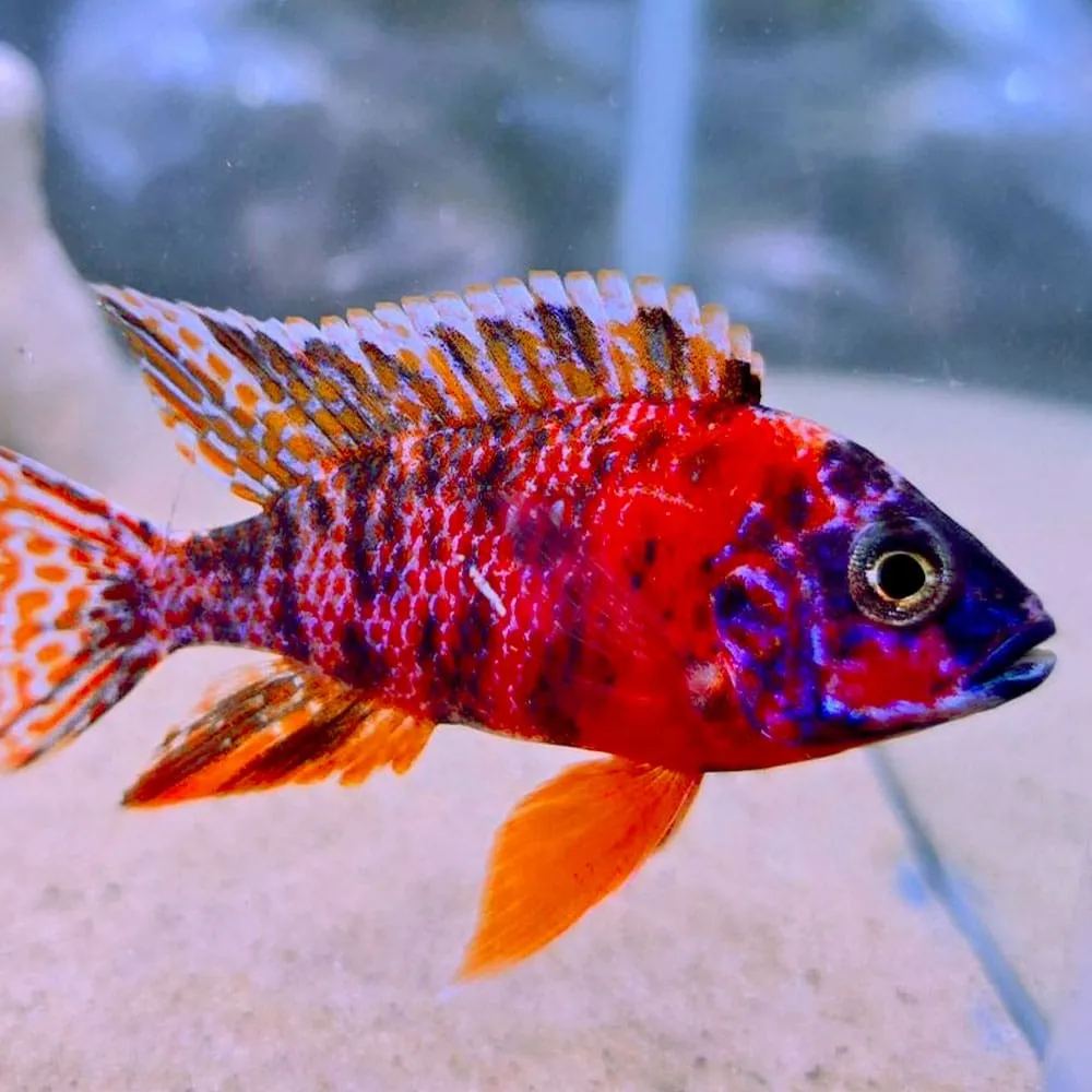 FSH16 أولونوكارا OB أفريقي (OB Aulonocara African Cichlid / Aulonocara sp.) - الصورة 1