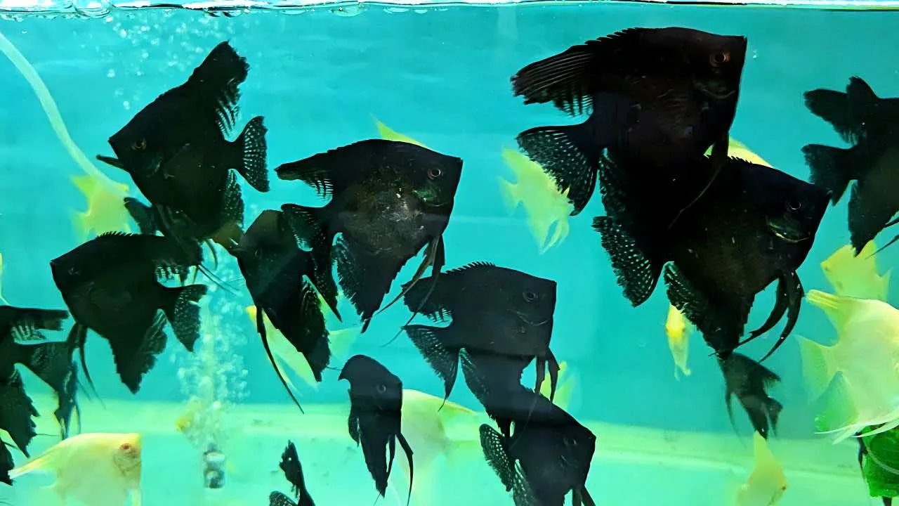 FSH22 أنجل سوبر بلاك — بالغ (Super Black Angel / Pterophyllum scalare) - الصورة 1