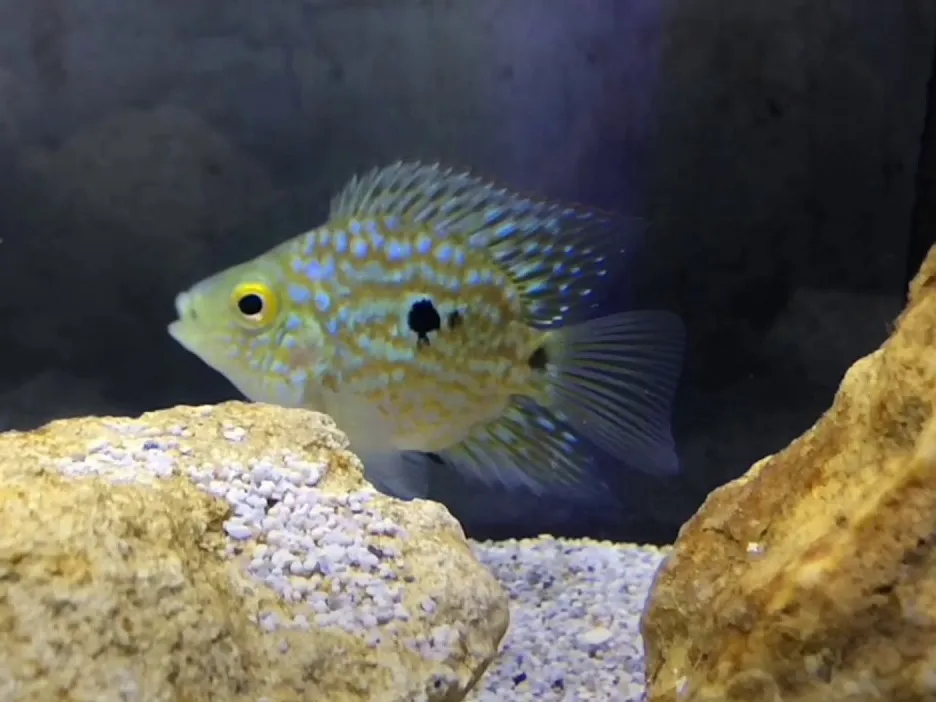 FSH26-27 تكساس جرين شورت بودي (Short Body Green Texas Cichlid / Herichthys cyanoguttatus) - الصورة 1