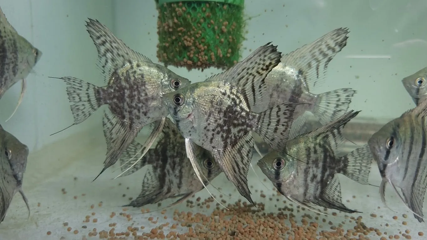 FSH29 أنجل ليوبارد (Leopard Angel / Pterophyllum scalare) - الصورة 1