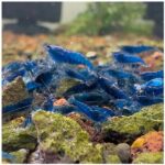 ⁦جمبري بلو دايموند سوبر — بالغ (Super Blue Diamond Shrimp / Neocaridina sp.)⁩ - الصورة ⁦4⁩