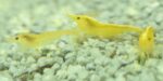 ⁦جمبري يلو تشيري — بالغ (Yellow Cherry Shrimp / Neocaridina davidi)⁩ - الصورة ⁦5⁩