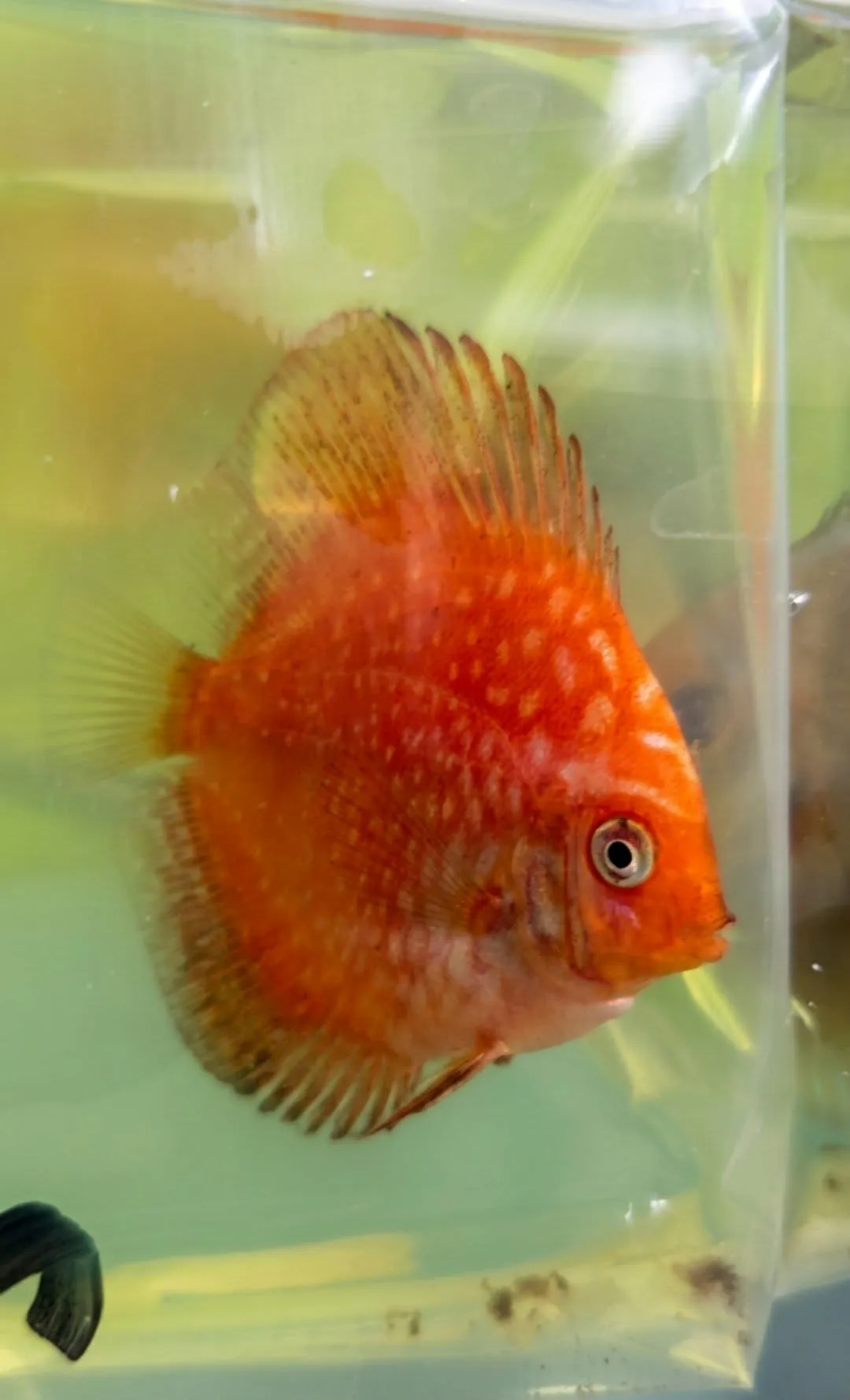 FSH48 ديسكاس ريد تشيكربورد (Red Checkerboard Discus / Symphysodon sp.) - الصورة 1