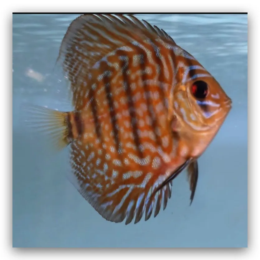 FSH49 ديسكاس جالاكسي تيركويز (Galaxy Turquoise Discus / Symphysodon sp.) - الصورة 1
