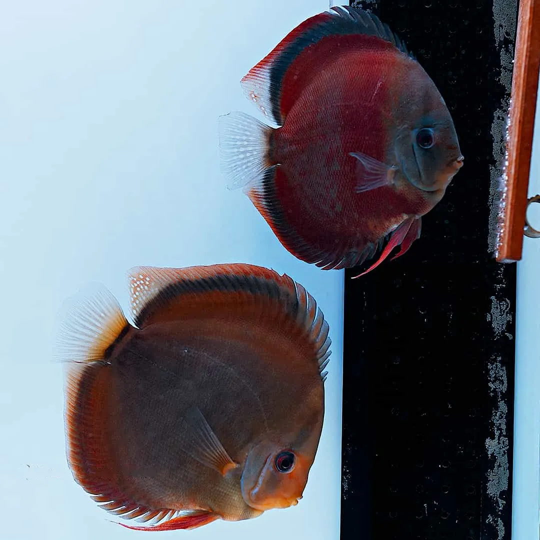 FSH59 ديسكاس ريد كوبر (Red Copper Discus / Symphysodon sp.) - الصورة 1