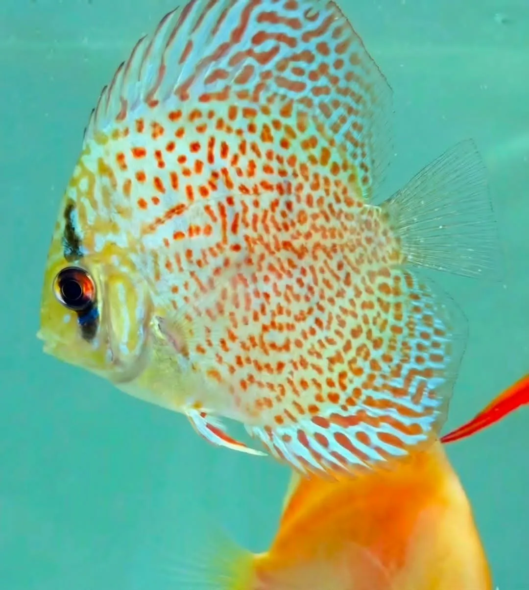 FSH60 ديسكاس ساكورا ليوبارد (Sakura Leopard Discus / Symphysodon sp.) - الصورة 1