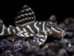 L129 Pleco