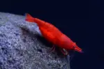 جمبري أحمر نيوكاريدينا على حجر رمادي | Red Neocaridina shrimp on a gray stone