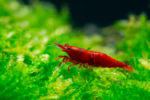 جمبري أحمر داكن نيوكاريدينا على موس أخضر | Dark red Neocaridina shrimp on green moss