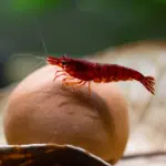 جمبري أحمر داكن نيوكاريدينا فوق كرة فخارية | Dark red Neocaridina shrimp on a clay ball
