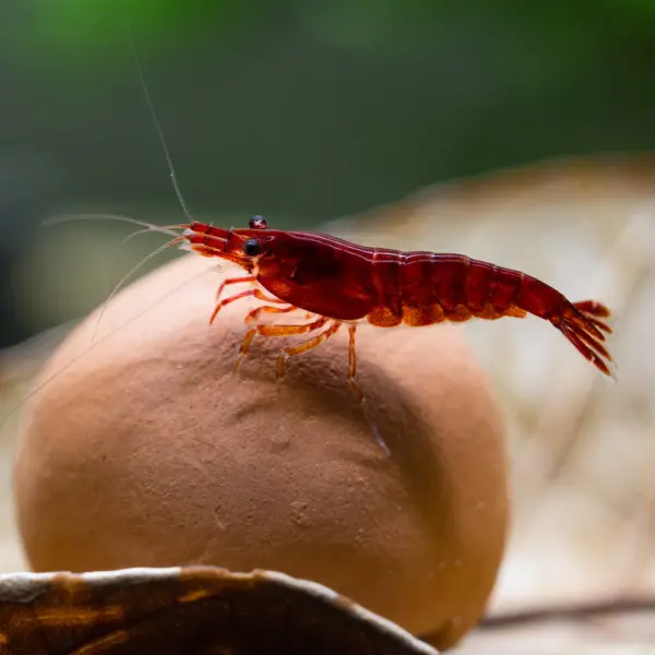 جمبري أحمر داكن نيوكاريدينا فوق كرة فخارية | Dark red Neocaridina shrimp on a clay ball