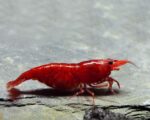 جمبري أحمر زاهٍ نيوكاريدينا على حجر رمادي وتربة سوداء | Bright red Neocaridina shrimp on a gray stone with black substrate