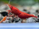 جمبري أحمر نيوكاريدينا على حصى بجانب جمبري برتقالي وقوقعة | Red Neocaridina shrimp on gravel next to an orange shrimp and a snail shell