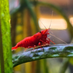 جمبري أحمر نيوكاريدينا على ورقة نبات مائي | Red Neocaridina shrimp on an aquatic plant leaf