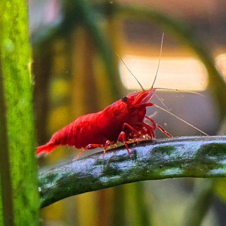 Red Neocaridina shrimp on an aquatic plant leaf جمبري أحمر نيوكاريدينا على ورقة نبات مائي | Red Neocaridina shrimp on an aquatic plant leaf