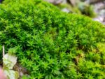 ستار موس (Star Moss / Syntrichia ruralis) - 50 جم