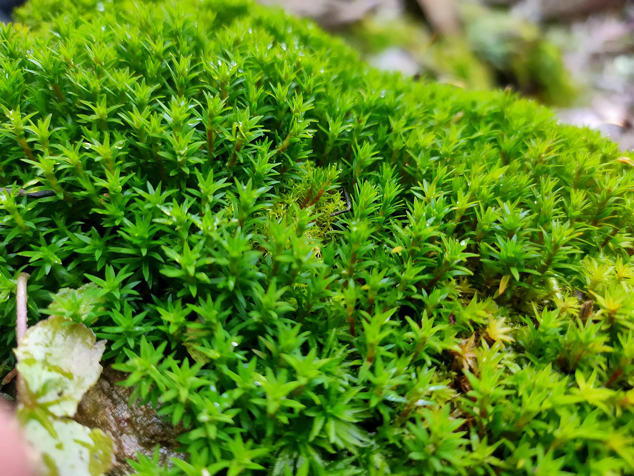StarMoss3 ستار موس (Star Moss / Syntrichia ruralis) - 50 جم - الصورة 1