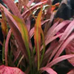 Cryptocoryne spiralis Red