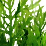 هيجروفليا تريفلورا ديفورمس جرين | Hygrophila Difformis Green - Image 2
