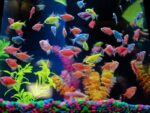 Glow Tetra Assorted