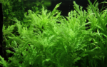 هيجروفليا تريفلورا ديفورمس جرين | Hygrophila Difformis Green - Image 4