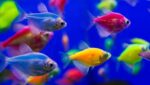 Glow Tetra Assorted - Image 5