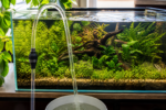 Freshwater planted aquarium during a routine water change with a siphon hose