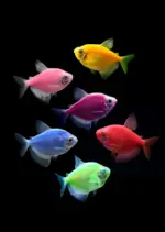 Glow Tetra Assorted - Image 3