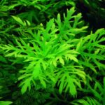 هيجروفليا تريفلورا ديفورمس جرين | Hygrophila Difformis Green - Image 3
