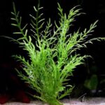 هيجروفليا تريفلورا ديفورمس جرين | Hygrophila Difformis Green